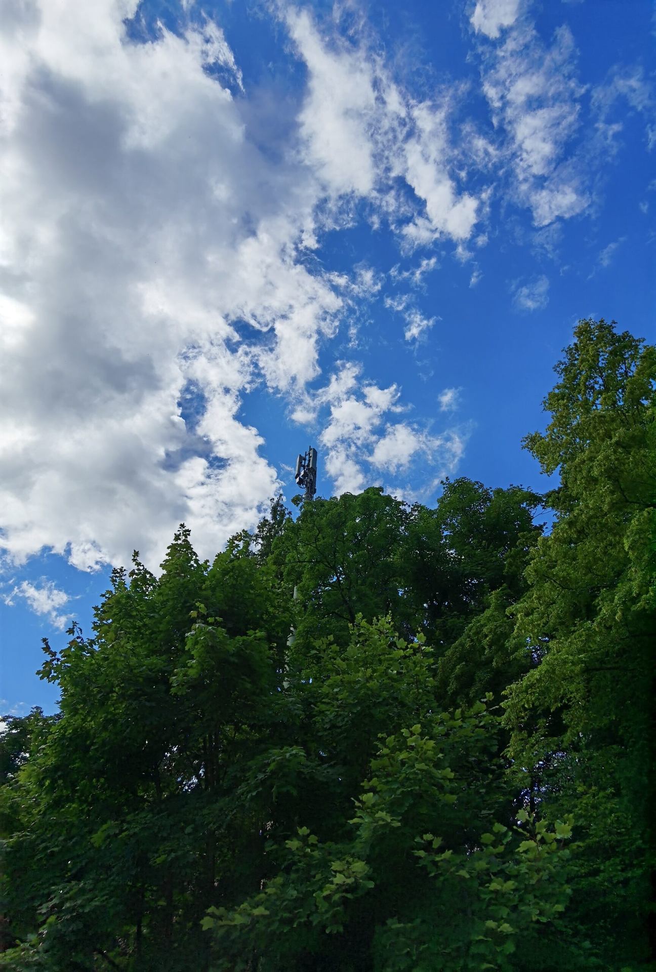 A slender lattice tower framed by treetops and blue sky.